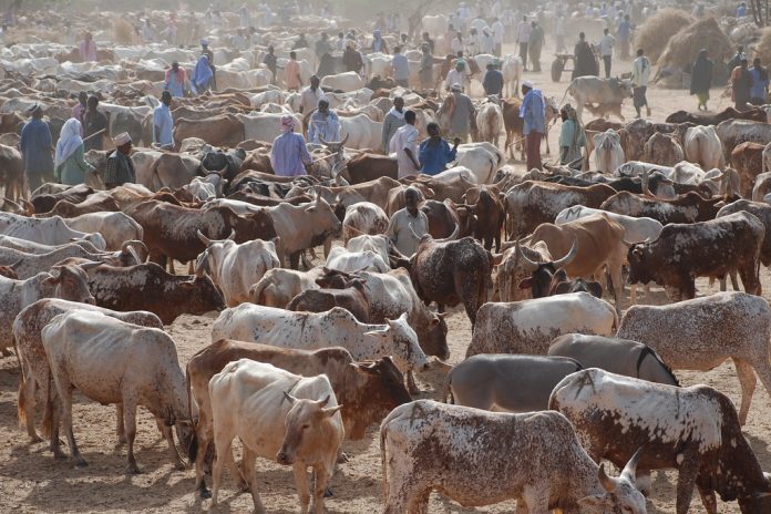 Rep Faults Abia Govt On Relocation Of Aba Cattle Market