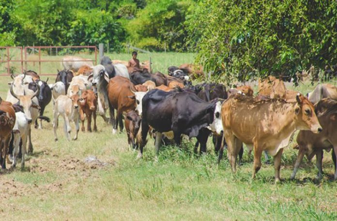 Why Fulani Cattle Rearing Must Be Stopped In Biafraland