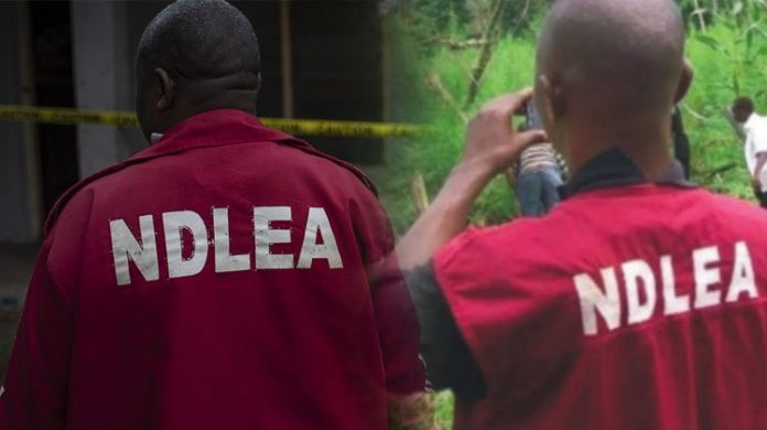 NDLEA Arrests 110 Drug Suspects In Imo