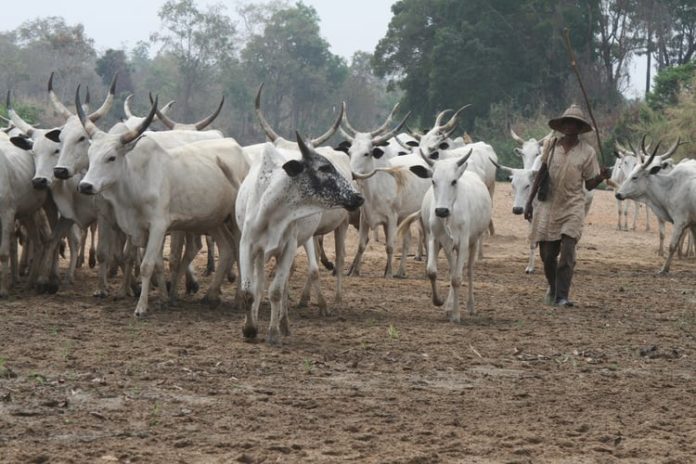 Anambra: Panic As Cattle Rearers, Cattle Invade New Airport