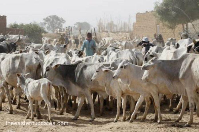 Abducted Herders MACBAN Praise Soludo Over Intervention