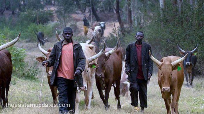 Youths Fume As Herdsmen Invade Imo Community