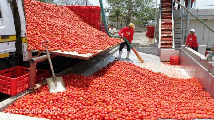 FG Moves To Train South East Farmers In Tomato Production