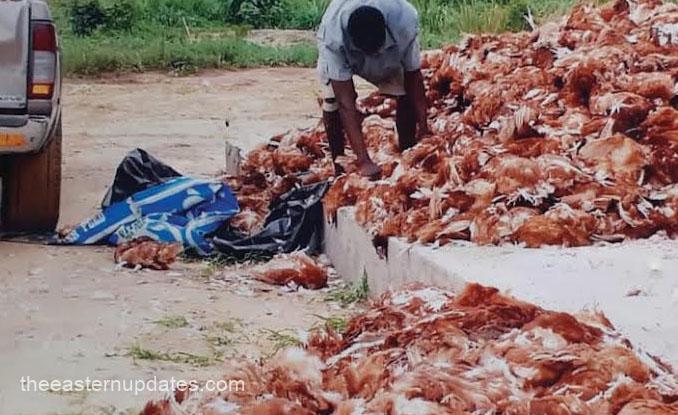 Flood Kills 25,000 Birds, Displaces 400 Workers In Anambra