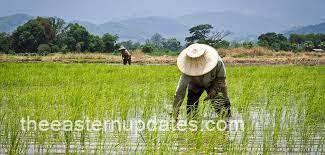 Enugu: Cattle Destroy 35,000 Hectares Of Rice Farm