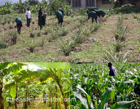 Group Vows To Revitalise Moribund Agro-Industry In SouthEast