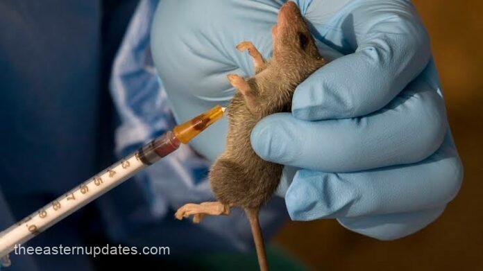 Ebonyi Records Ten Fatalities In Recent Lassa Fever Outbreak