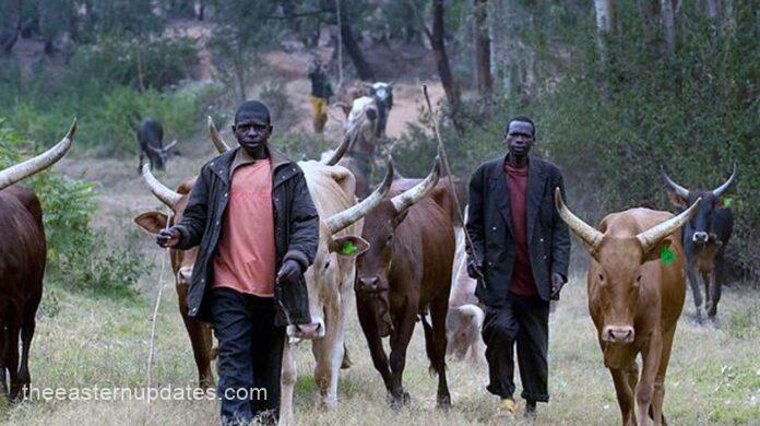 Herdsmen Allegedly Destroy Five-Hectare Rice Plantation In Ogun
