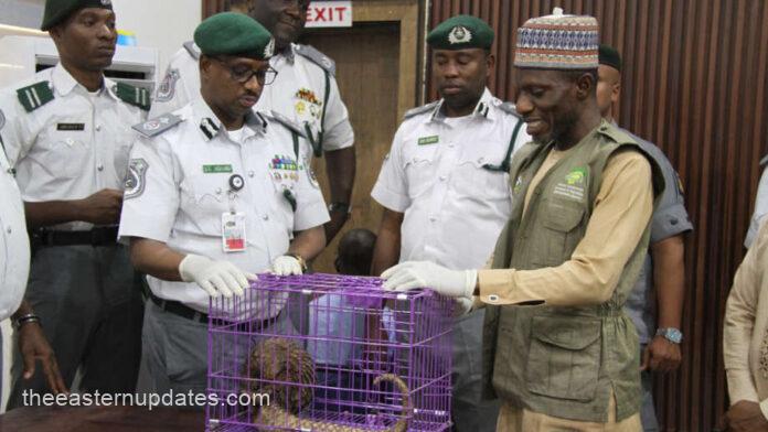 NESREA Cites Public Awareness After Pangolin Recoveries