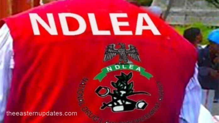 NDLEA Catches Nigeria-UK Drug Fugitive After 15-Year Manhunt