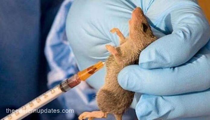 Nigeria's Lassa Fever Fatality Rate Climbs To 23%